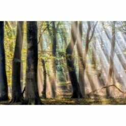 A.S. Creation | AP Digital 4 | DD109320 | Fototapete | Vlies | Versch. Größen | Wald & Pflanzen 6 A.S. Creation | AP Digital 4 | DD109320 | Fototapete | Vlies | Versch. Größen | Wald & Pflanzen -Profistuck Verkäufe 109320 M 3 1280x1280