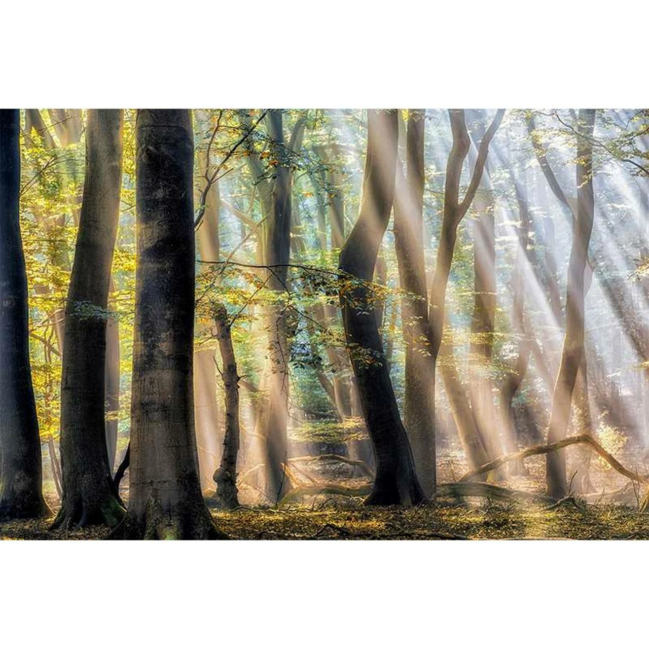 A.S. Creation | AP Digital 4 | DD109320 | Fototapete | Vlies | Versch. Größen | Wald & Pflanzen 4 A.S. Creation | AP Digital 4 | DD109320 | Fototapete | Vlies | Versch. Größen | Wald & Pflanzen – Bild 2