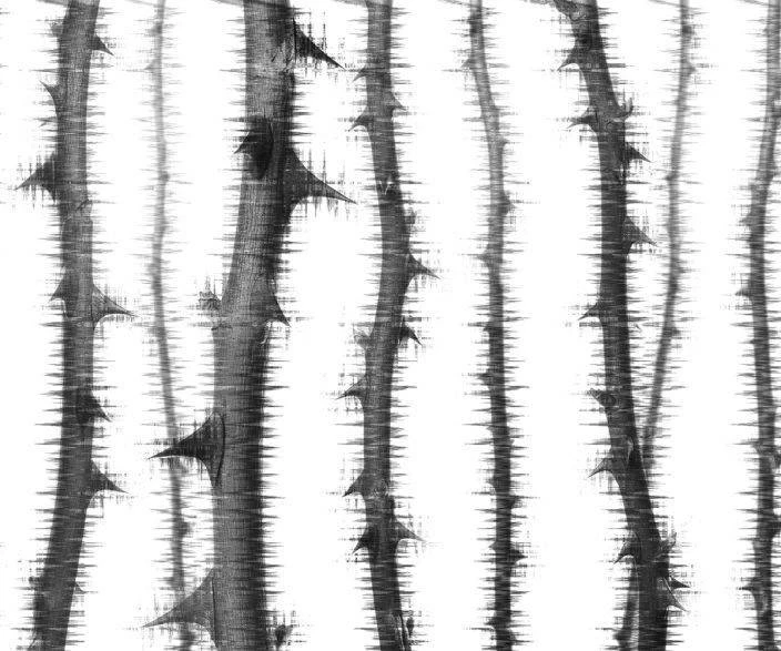 A.S. Creation | Atelier 47 | DD117870 | Fototapete | Vlies | 400 X 270 Cm | Wald & Pflanzen | Grau 4 A.S. Creation | Atelier 47 | DD117870 | Fototapete | Vlies | 400 X 270 Cm | Wald & Pflanzen | Grau – Bild 2