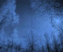 A.S. Creation | Atelier 47 | DD118025 | Fototapete | Vlies | 400 X 270 Cm | Wald & Pflanzen | Blau 5 A.S. Creation | Atelier 47 | DD118025 | Fototapete | Vlies | 400 X 270 Cm | Wald & Pflanzen | Blau -Profistuck Verkäufe 118025 Haupt2 1 1280x1280