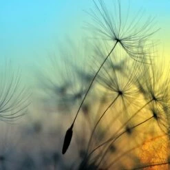 A.S. Creation | Designwalls | DD118590 | Fototapete | Vlies | 350 X 255 Cm | Natur | Schwarz | Blau