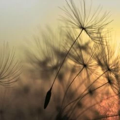 A.S. Creation | Designwalls | DD118592 | Fototapete | Vlies | 350 X 255 Cm | Natur | Schwarz | Blau