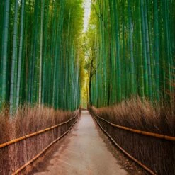 A.S. Creation | Designwalls | DD118630 | Fototapete | Vlies | 350 X 255 Cm | Natur | Braun | Grün