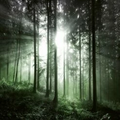 A.S. Creation | Designwalls 2.0 | DD118971 | Fototapete | Vlies | 384 X 260 Cm | Wald & Pflanzen