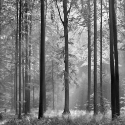 A.S. Creation | Designwalls 2.0 | DD118984 | Fototapete | Vlies | 384 X 260 Cm | Wald & Pflanzen