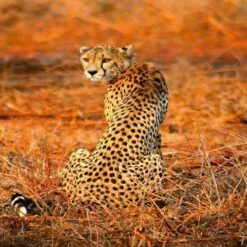 A.S. Creation | Designwalls 2.0 | DD119074 | Fototapete | Vlies | 192 X 260 Cm | Tiere | Bunt