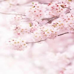 A.S. Creation | Designwalls 2.0 | DD119138 | Fototapete | Vlies | 192 X 260 Cm | Natur | Weiß | Rosa