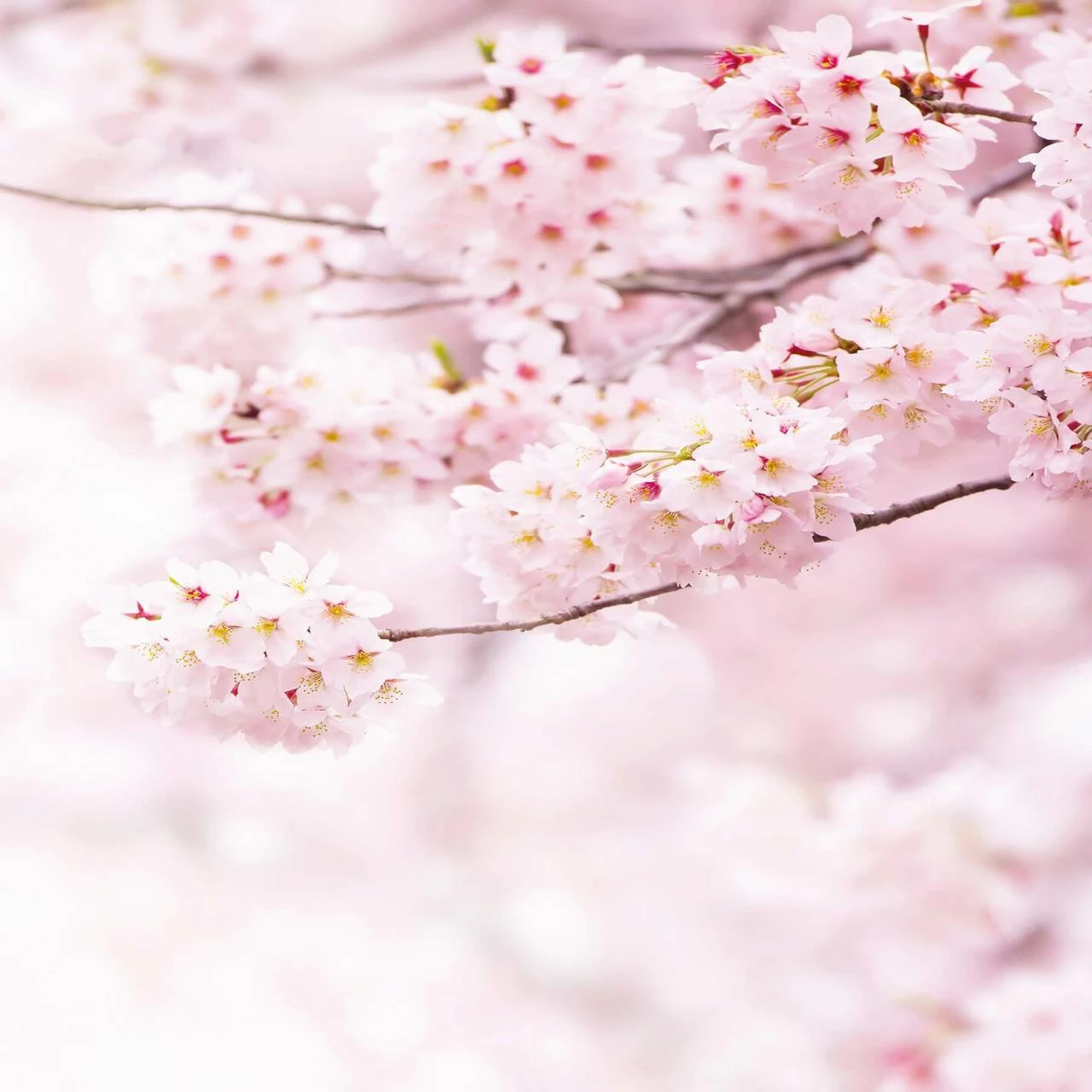 A.S. Creation | Designwalls 2.0 | DD119138 | Fototapete | Vlies | 192 X 260 Cm | Natur | Weiß | Rosa 3 A.S. Creation | Designwalls 2.0 | DD119138 | Fototapete | Vlies | 192 X 260 Cm | Natur | Weiß | Rosa