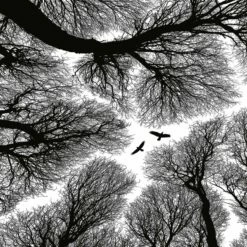 A.S. Creation | Designwalls 2.0 | DD119154 | Fototapete | Vlies | 192 X 260 Cm | Wald & Pflanzen