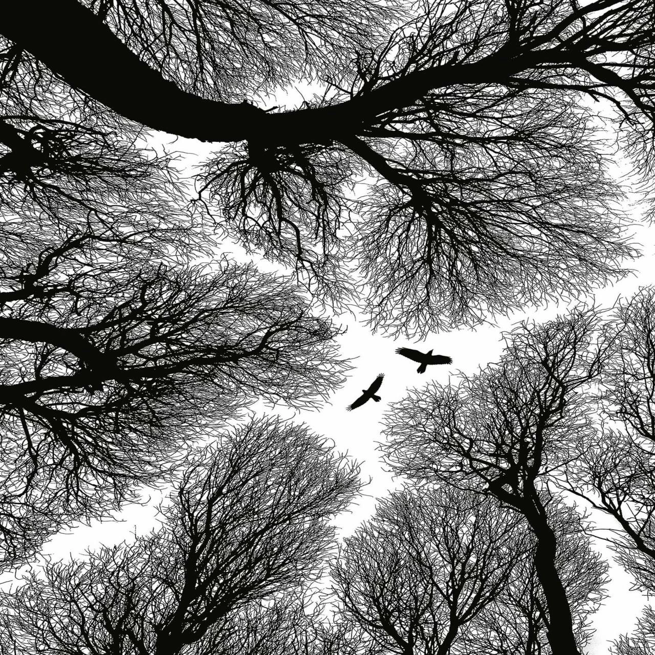 A.S. Creation | Designwalls 2.0 | DD119154 | Fototapete | Vlies | 192 X 260 Cm | Wald & Pflanzen 3 A.S. Creation | Designwalls 2.0 | DD119154 | Fototapete | Vlies | 192 X 260 Cm | Wald & Pflanzen