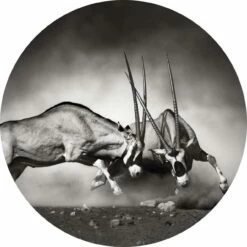 A.S. Creation | Designwalls 2.0 | DD119201 | Fototapete | Vlies | 140 X 140 Cm | Tiere | Grau