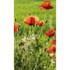 Dimex | Dimex Line | MS-2-0092 | Fototapete | Vlies | Versch. Größen | Landschaft & Kulisse | Grün