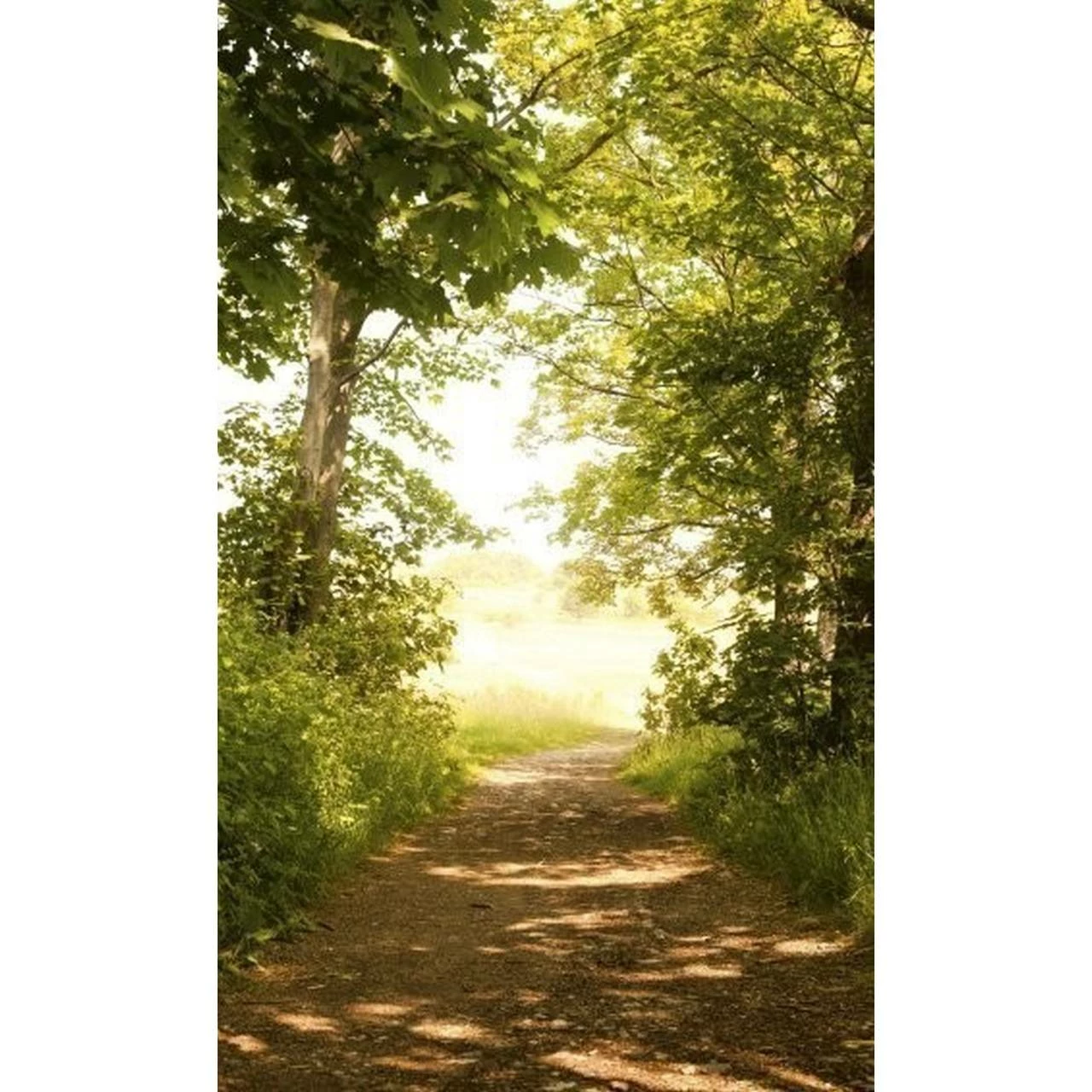 Dimex | Dimex Line | MS-2-0093 | Fototapete | Vlies | Versch. Größen | Wald & Pflanzen | Grün 3 Dimex | Dimex Line | MS-2-0093 | Fototapete | Vlies | Versch. Größen | Wald & Pflanzen | Grün