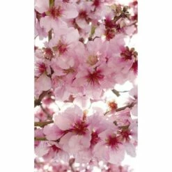 Dimex | Dimex Line | MS-2-0108 | Fototapete | Vlies | Versch. Größen | Wald & Pflanzen | Rosa