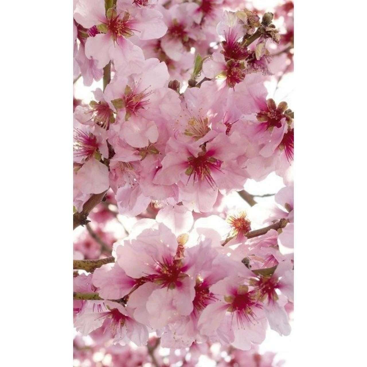 Dimex | Dimex Line | MS-2-0108 | Fototapete | Vlies | Versch. Größen | Wald & Pflanzen | Rosa 3 Dimex | Dimex Line | MS-2-0108 | Fototapete | Vlies | Versch. Größen | Wald & Pflanzen | Rosa