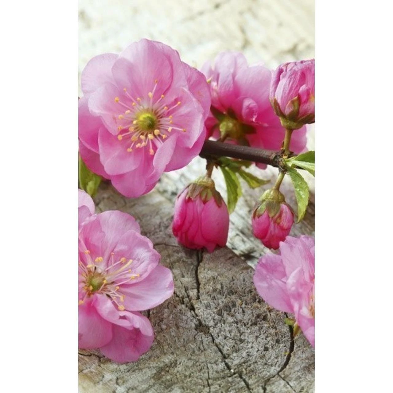 Dimex | Dimex Line | MS-2-0109 | Fototapete | Vlies | Versch. Größen | Wald & Pflanzen | Rosa 3 Dimex | Dimex Line | MS-2-0109 | Fototapete | Vlies | Versch. Größen | Wald & Pflanzen | Rosa