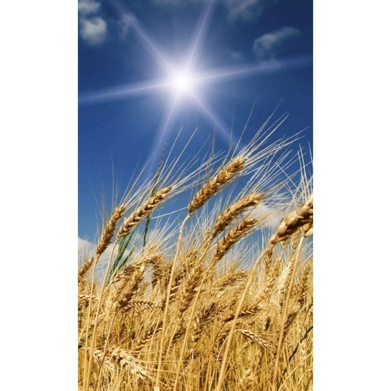 Dimex | Dimex Line | MS-2-0136 | Fototapete | Vlies | Versch. Größen | Wald & Pflanzen | Blau 3 Dimex | Dimex Line | MS-2-0136 | Fototapete | Vlies | Versch. Größen | Wald & Pflanzen | Blau