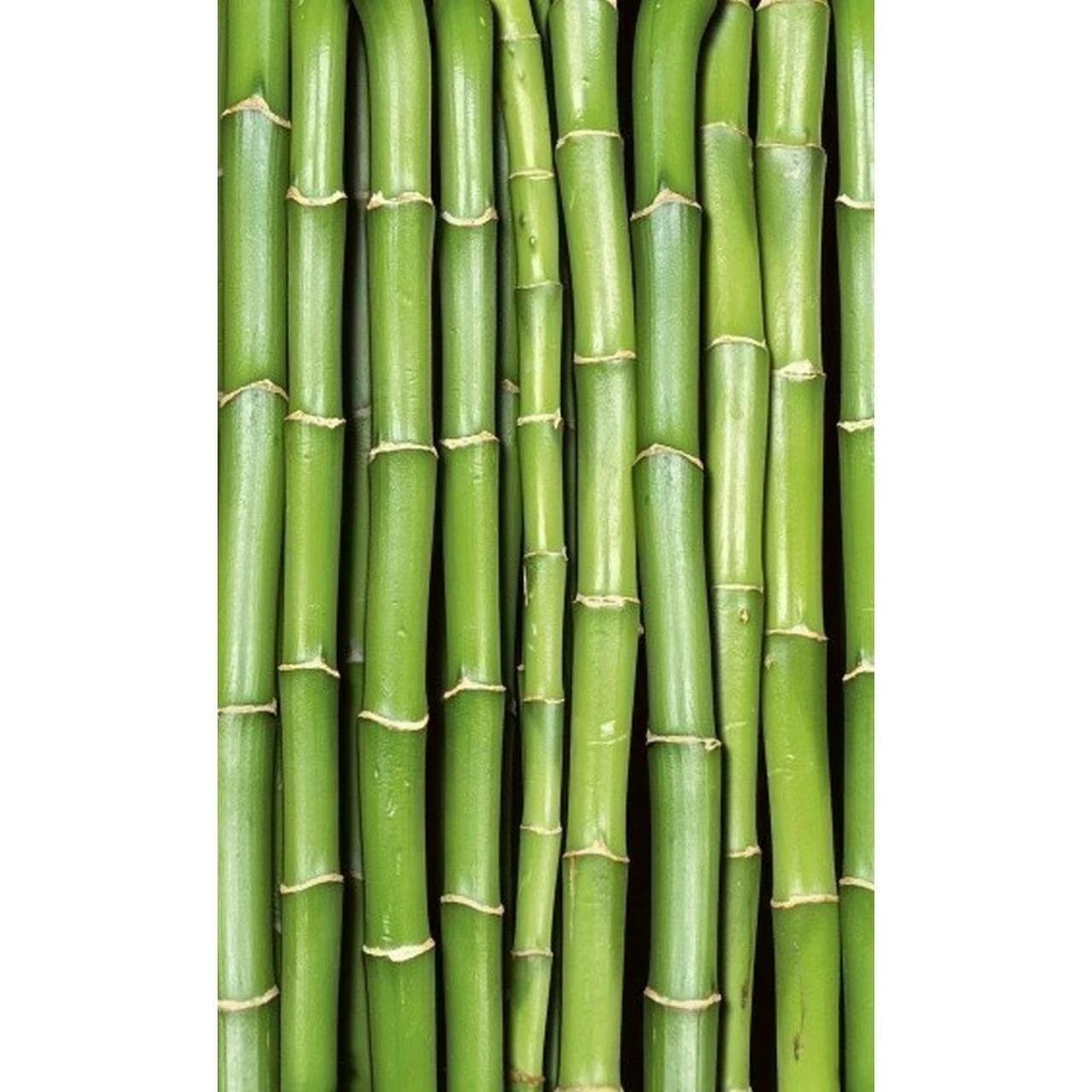 Dimex | Dimex Line | MS-2-0165 | Fototapete | Vlies | Versch. Größen | Wald & Pflanzen | Grün 3 Dimex | Dimex Line | MS-2-0165 | Fototapete | Vlies | Versch. Größen | Wald & Pflanzen | Grün