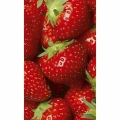 Dimex | Dimex Line | MS-2-0241 | Fototapete | Vlies | Versch. Größen | Küche | Rot