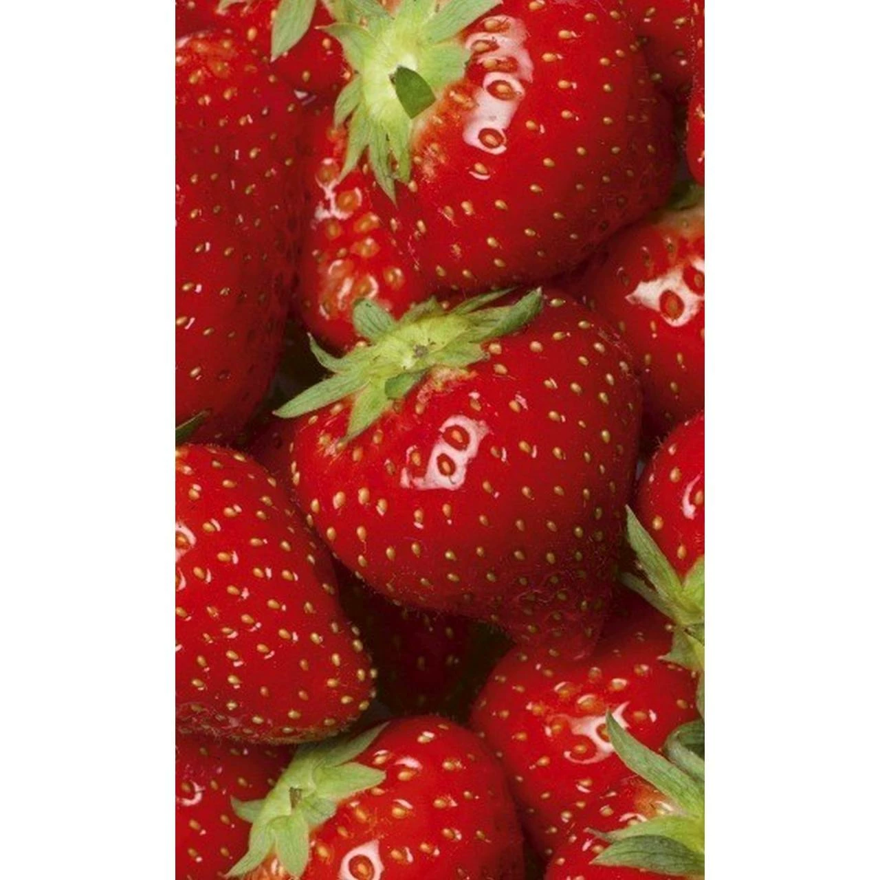 Dimex | Dimex Line | MS-2-0241 | Fototapete | Vlies | Versch. Größen | Küche | Rot 3 Dimex | Dimex Line | MS-2-0241 | Fototapete | Vlies | Versch. Größen | Küche | Rot