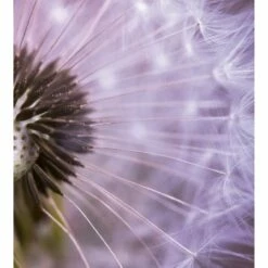 Dimex | Dimex Line | MS-3-0124 | Fototapete | Vlies | Versch. Größen | Wald & Pflanzen | Rosa