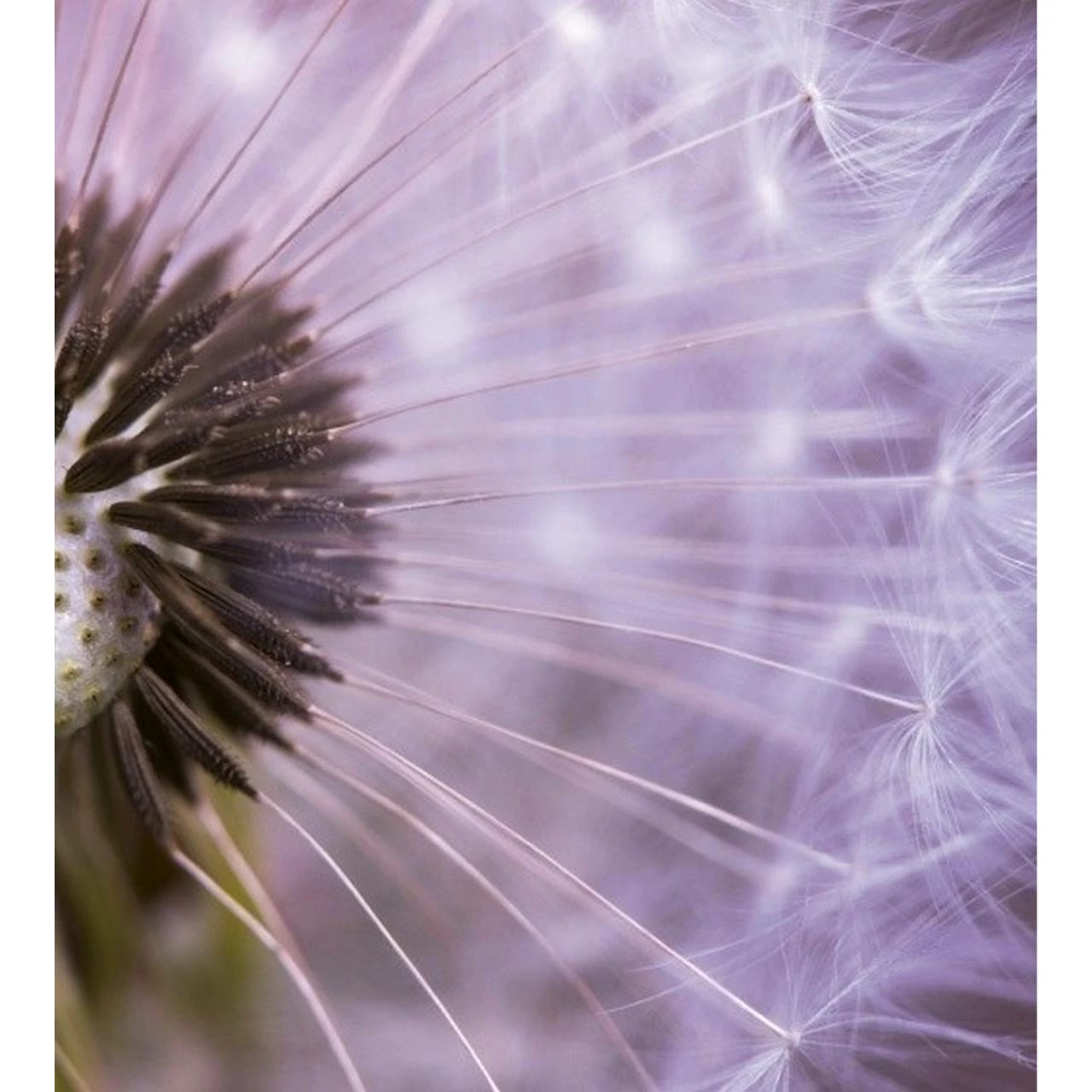 Dimex | Dimex Line | MS-3-0124 | Fototapete | Vlies | Versch. Größen | Wald & Pflanzen | Rosa 3 Dimex | Dimex Line | MS-3-0124 | Fototapete | Vlies | Versch. Größen | Wald & Pflanzen | Rosa