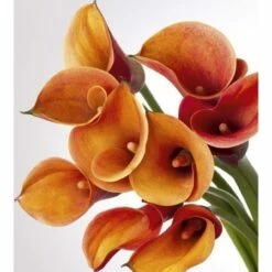 Dimex | Dimex Line | MS-3-0152 | Fototapete | Vlies | Versch. Größen | Wald & Pflanzen | Orange