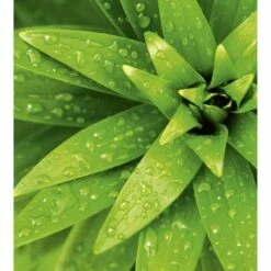 Dimex | Dimex Line | MS-3-0153 | Fototapete | Vlies | Versch. Größen | Wald & Pflanzen | Grün