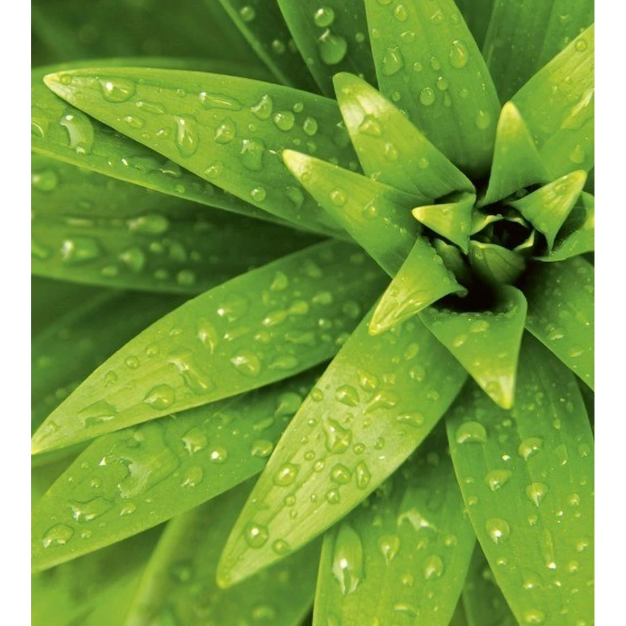 Dimex | Dimex Line | MS-3-0153 | Fototapete | Vlies | Versch. Größen | Wald & Pflanzen | Grün 3 Dimex | Dimex Line | MS-3-0153 | Fototapete | Vlies | Versch. Größen | Wald & Pflanzen | Grün