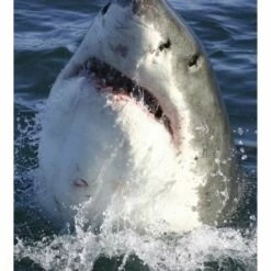 Dimex | Dimex Line | MS-3-0217 | Fototapete | Vlies | Versch. Größen | Tiere | Grau