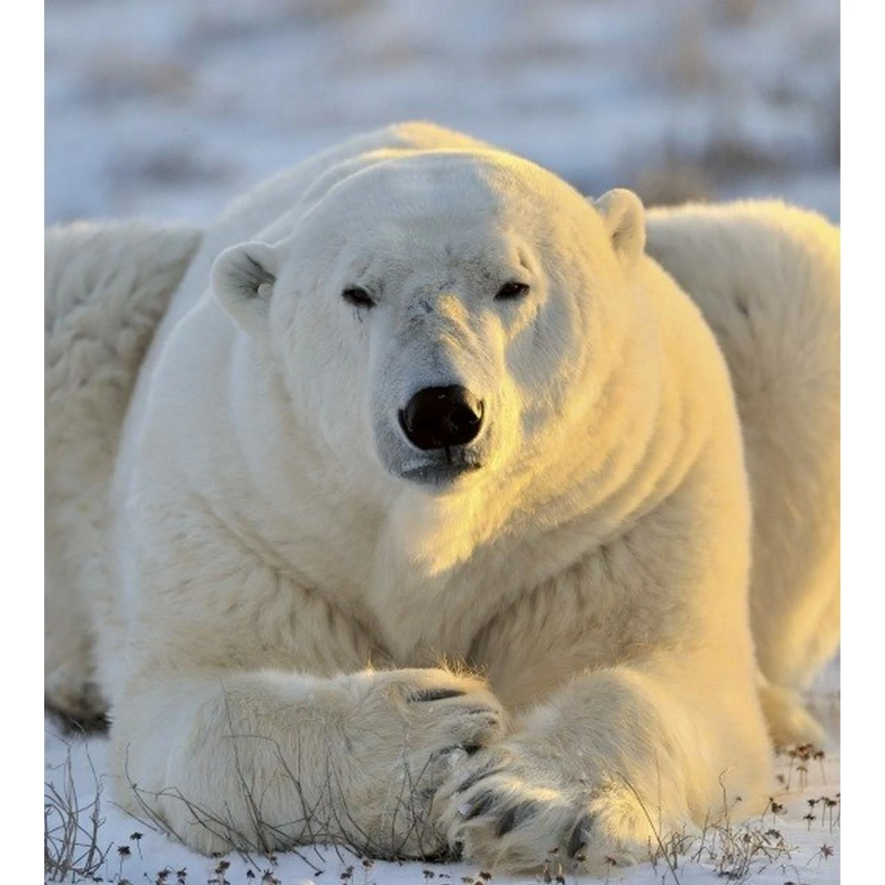 Dimex | Dimex Line | MS-3-0220 | Fototapete | Vlies | Versch. Größen | Tiere | Weiß 3 Dimex | Dimex Line | MS-3-0220 | Fototapete | Vlies | Versch. Größen | Tiere | Weiß